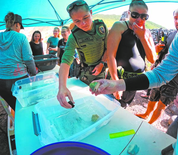 Kealakekua communityled coral restoration project aims to accelerate